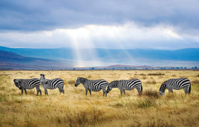 7 days Tanzania safari Tours